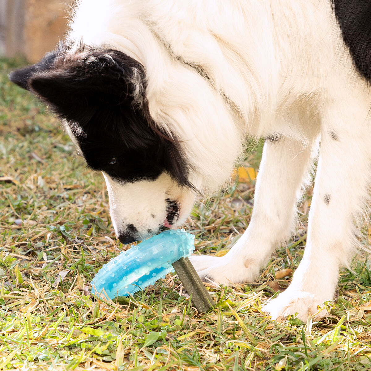 2-in-1 Freezable Pet Chew Toy Glubiz InnovaGoods-10