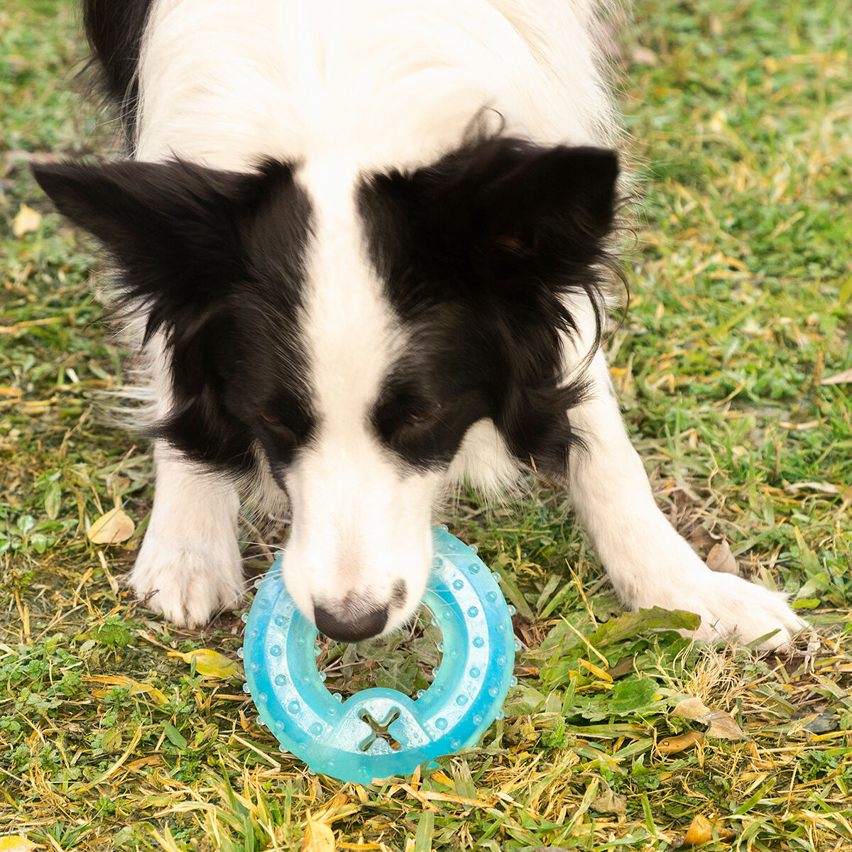 2-in-1 Freezable Pet Chew Toy Glubiz InnovaGoods-8
