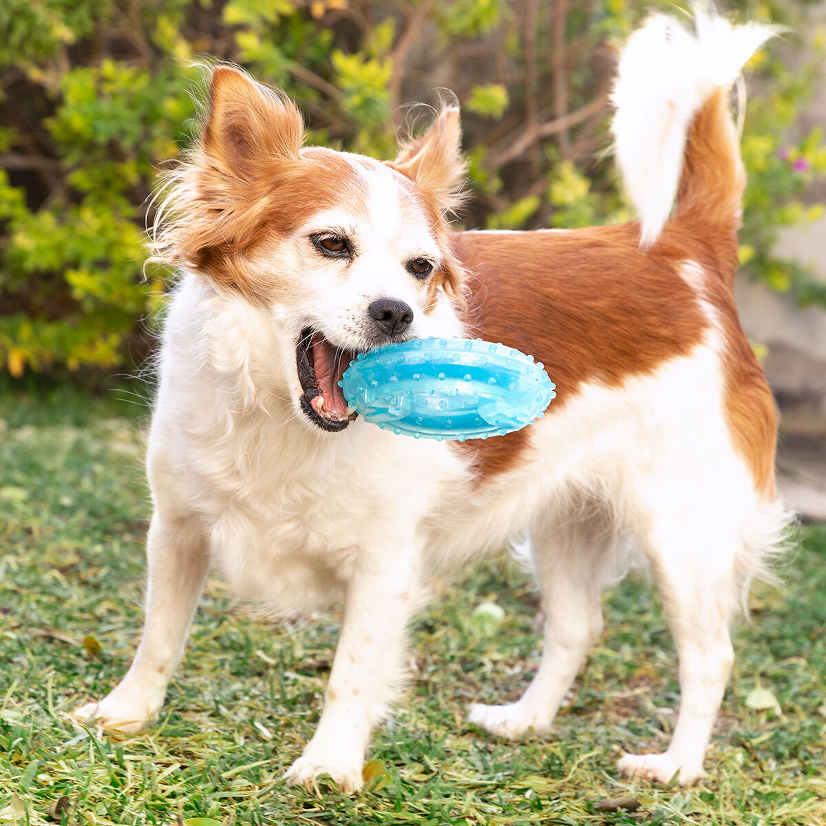 2-in-1 Freezable Pet Chew Toy Glubiz InnovaGoods-9