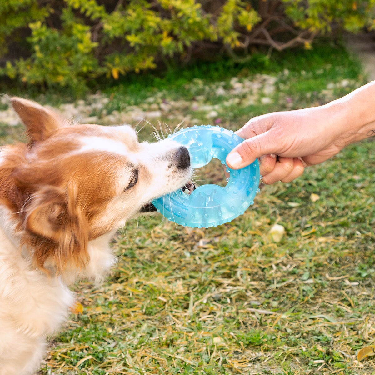 2-in-1 Freezable Pet Chew Toy Glubiz InnovaGoods-7